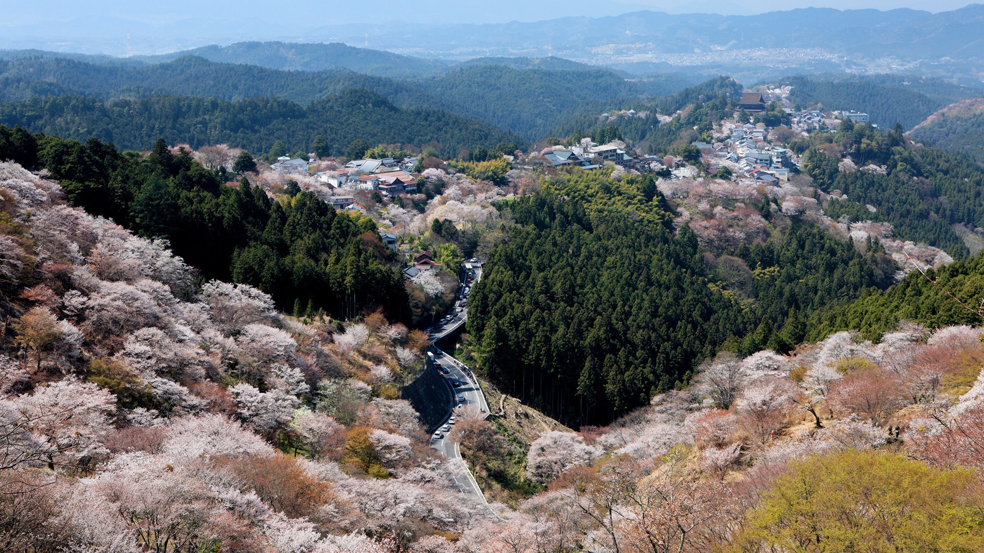 【吉野山】桜（見頃：4月上旬～4月中旬）