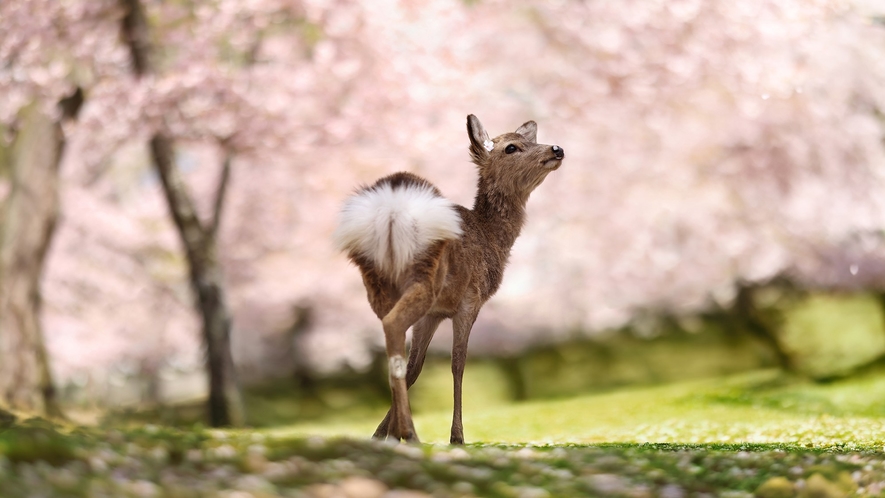 【奈良公園】桜（見頃：3月下旬～4月下旬）