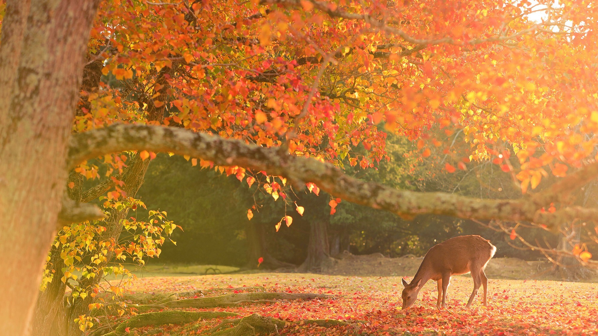 【奈良公園】紅葉（見頃：11月中旬～12月上旬）