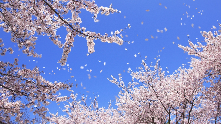 【奈良公園】桜（見頃：3月下旬～4月下旬）