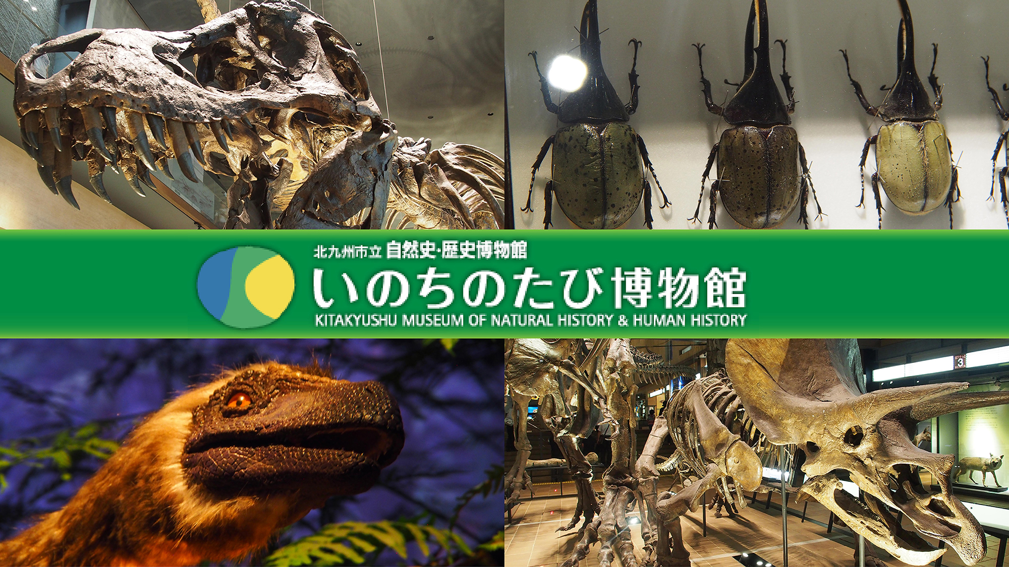 アクティブリゾーツ 福岡八幡 ｄａｉｗａ ｒｏｙａｌ ｈｏｔｅｌ 写真 動画 楽天トラベル