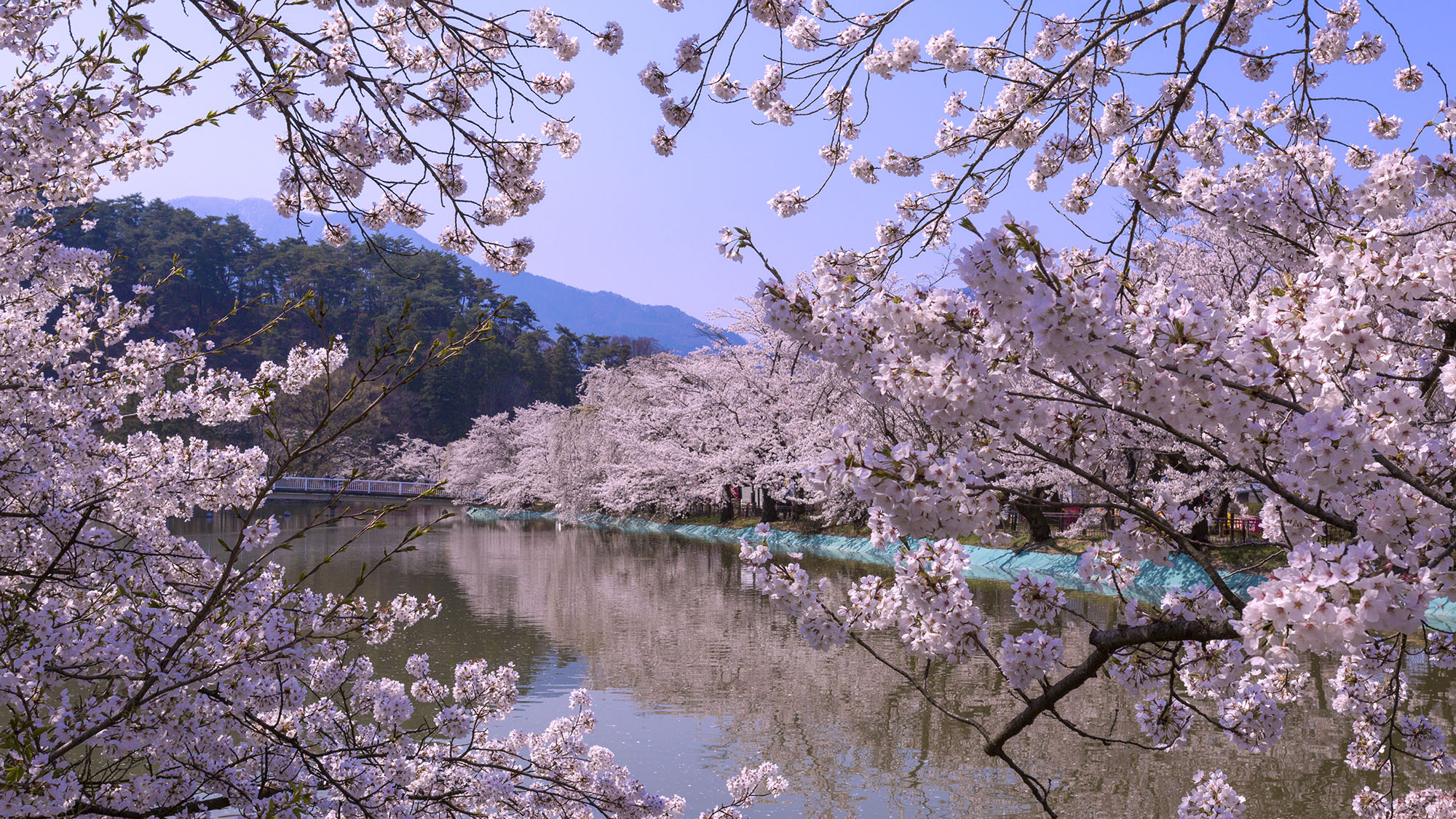 【臥竜公園の桜(昼)】4月中旬～4月下旬(見頃の目安)／ホテルから車約40分