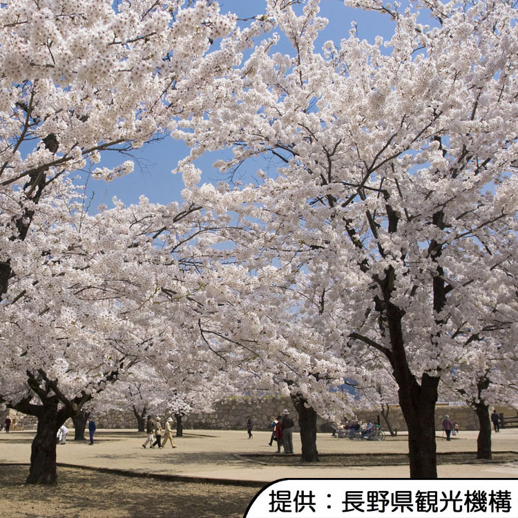 【松代城跡の桜】4月中旬～4月下旬(見頃の目安)／ホテルから徒歩約15分