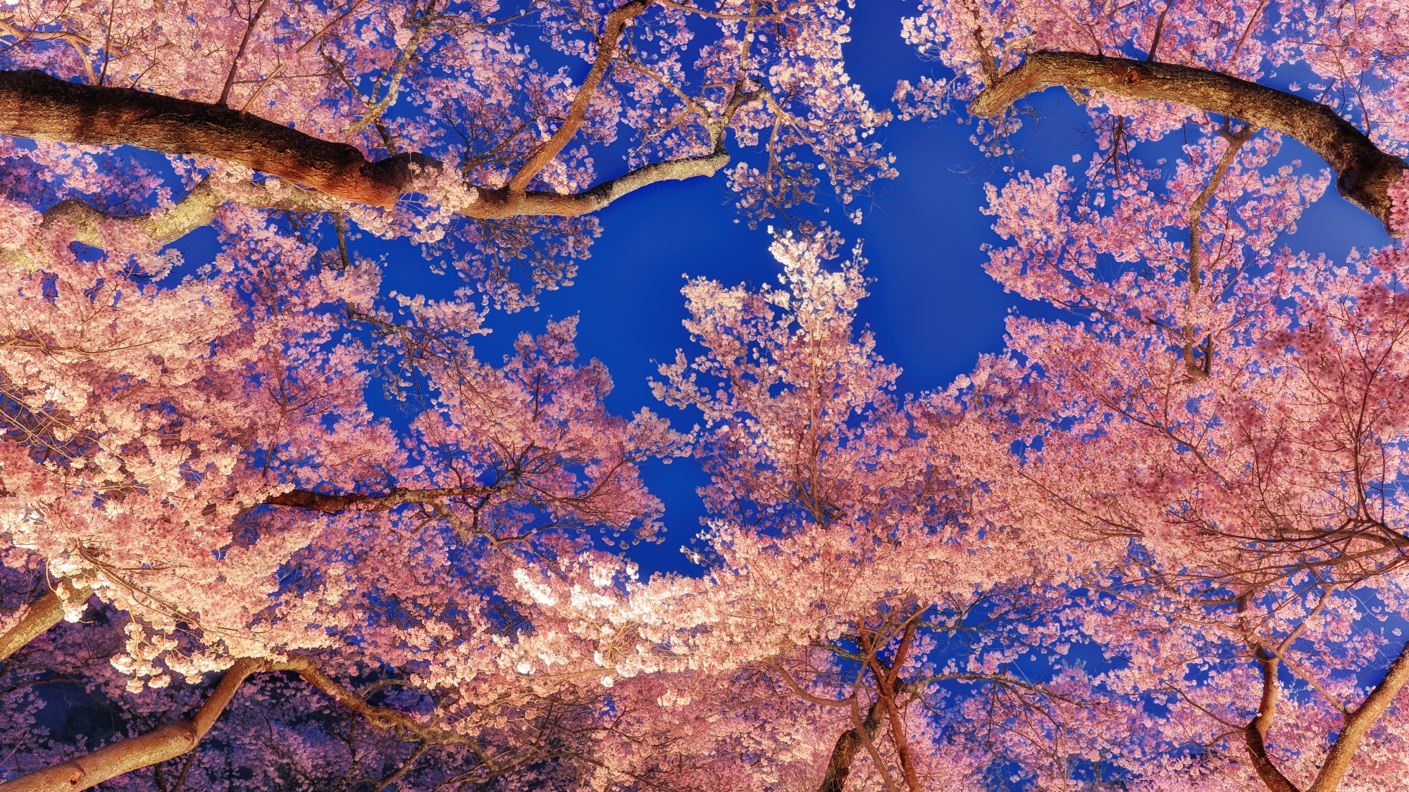 ［高遠城址公園の桜］4月上旬～4月中旬(見頃の目安)／ホテルから車約100分(高速道路+一般道)