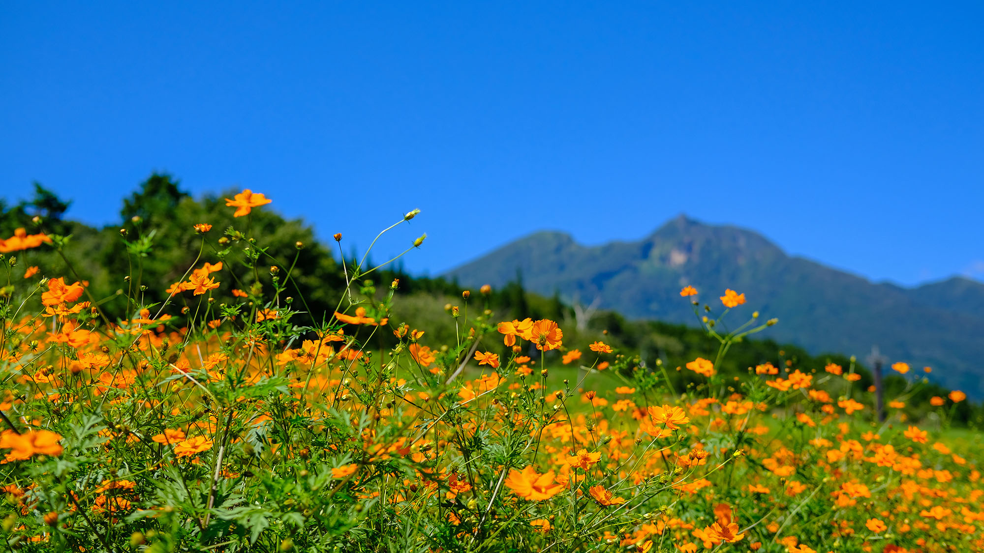 【黒姫高原】季節により様々な花が楽しめます。ホテルから車約40分(高速道路+一般道)です。