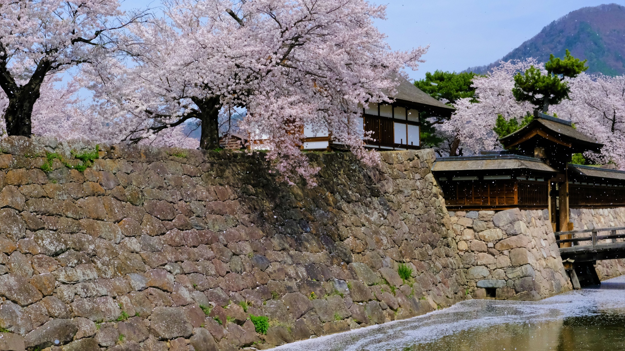 ［松代城跡の桜］4月中旬～4月下旬(見頃の目安)／ホテルから徒歩約15分