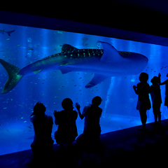 【のとじま水族館】ジンベイザメやイルカとご対面！※お車で約60分