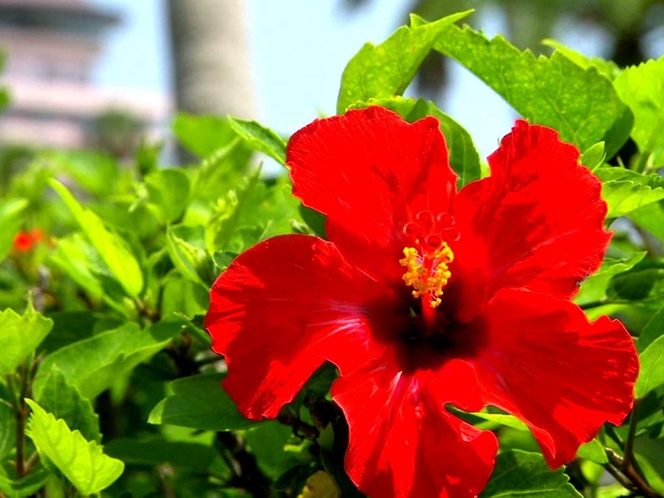 南国の花　ハイビスカス（庭園にて）