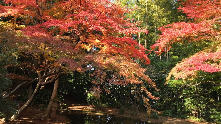 *【日本庭園】季節ごとに彩りを変える自然美をお楽しみください♪