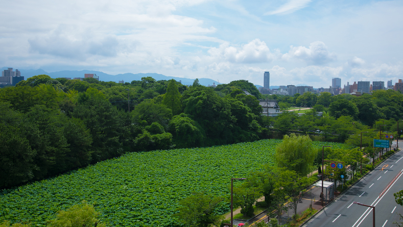 【福岡城跡のお堀】6月下旬から8月中旬頃にかけて蓮がご覧いただけます。