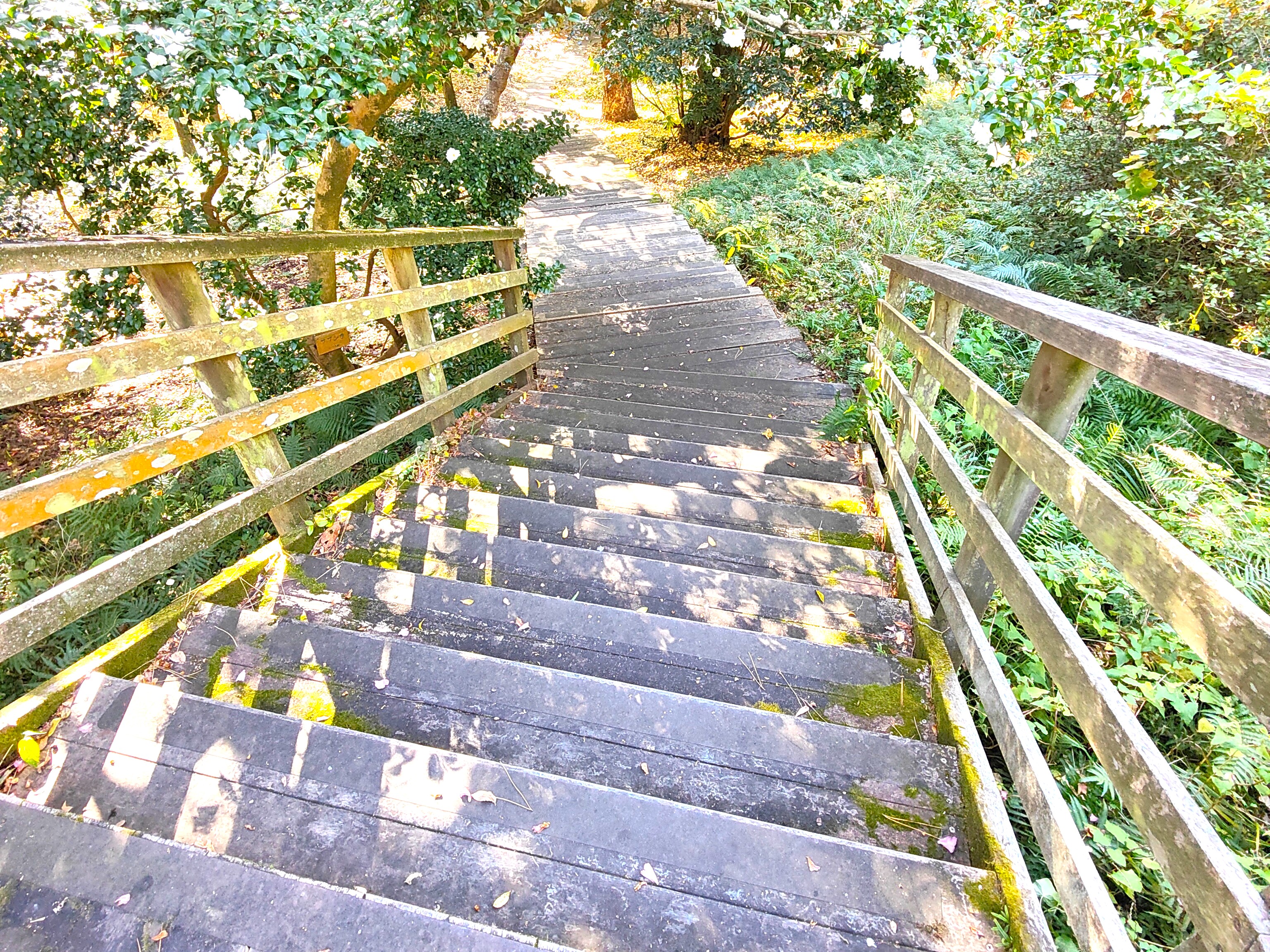 西公園_散歩道3