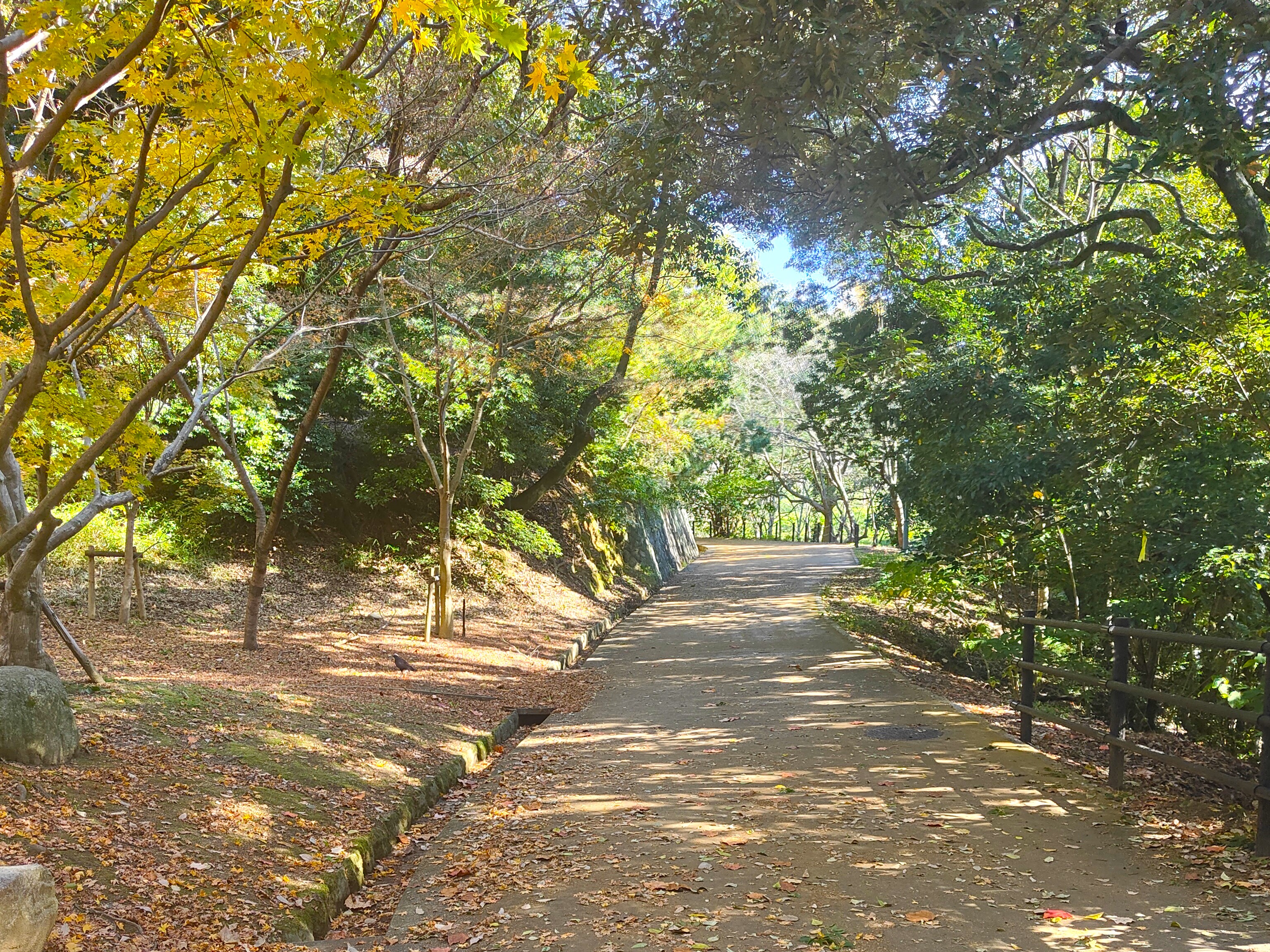 西公園_散歩道5