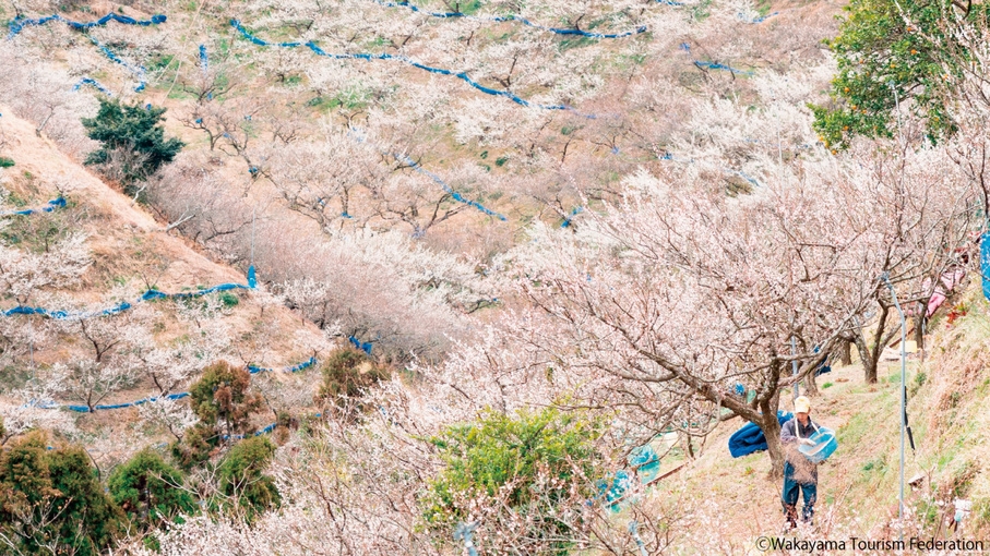 【期間限定】梅の里！観梅シーズン到来！個包装梅干しのつかみ取り体験＜夕朝食付・オールインクルーシブ＞