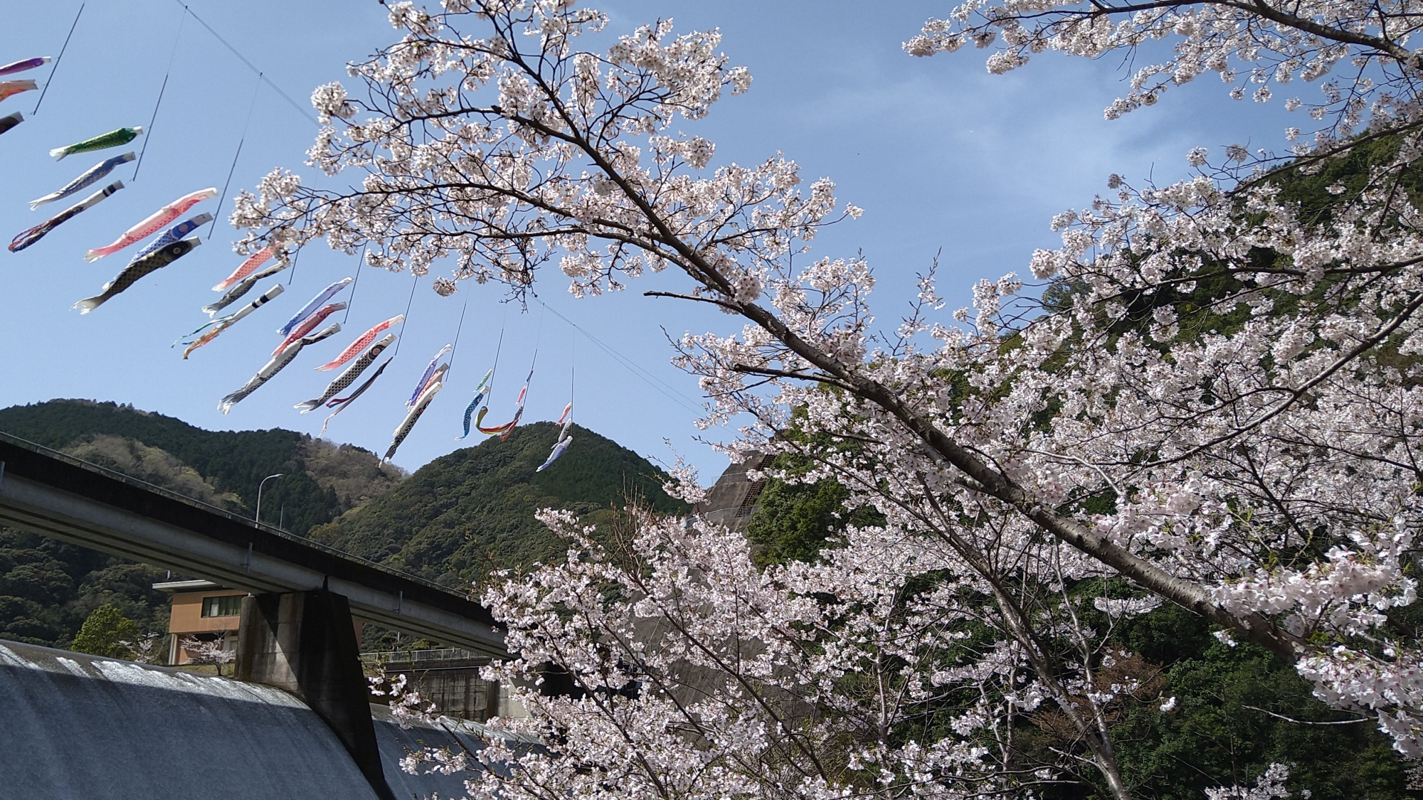 島ノ瀬ダムの桜【ホテルから車で約24分／みなべ町】