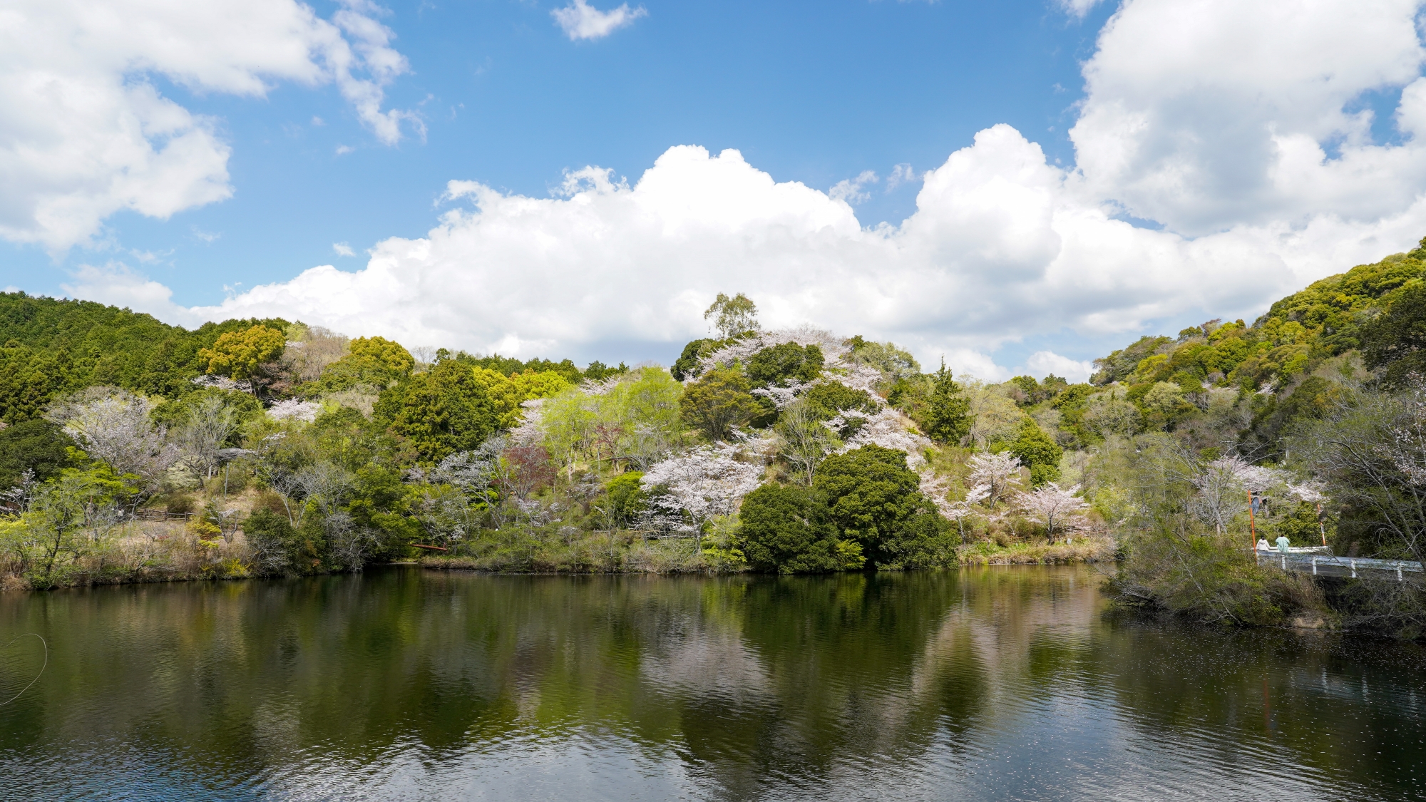 動鳴気峡の桜【ホテルから車で約22分／田辺市】