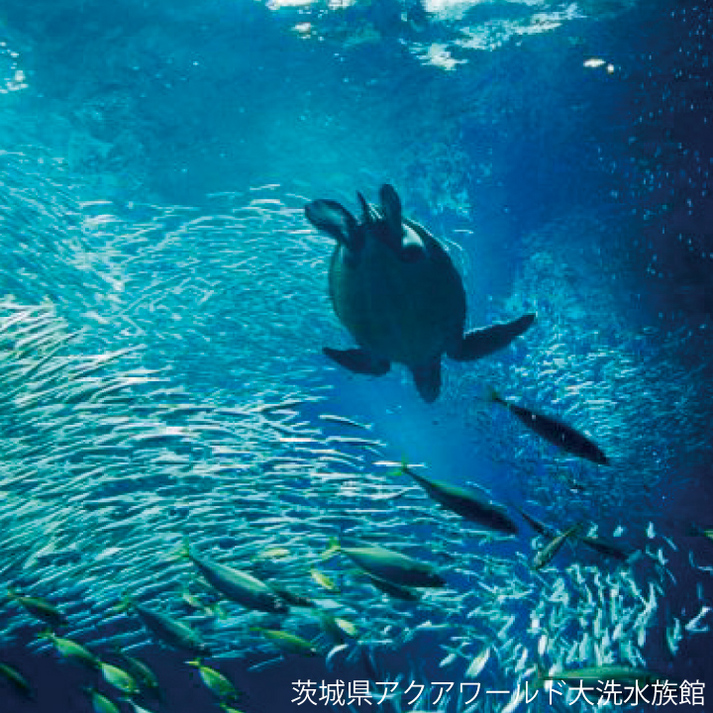 水戸京成ホテル - 写真 61