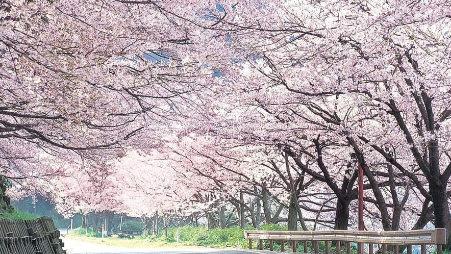 海津の桜