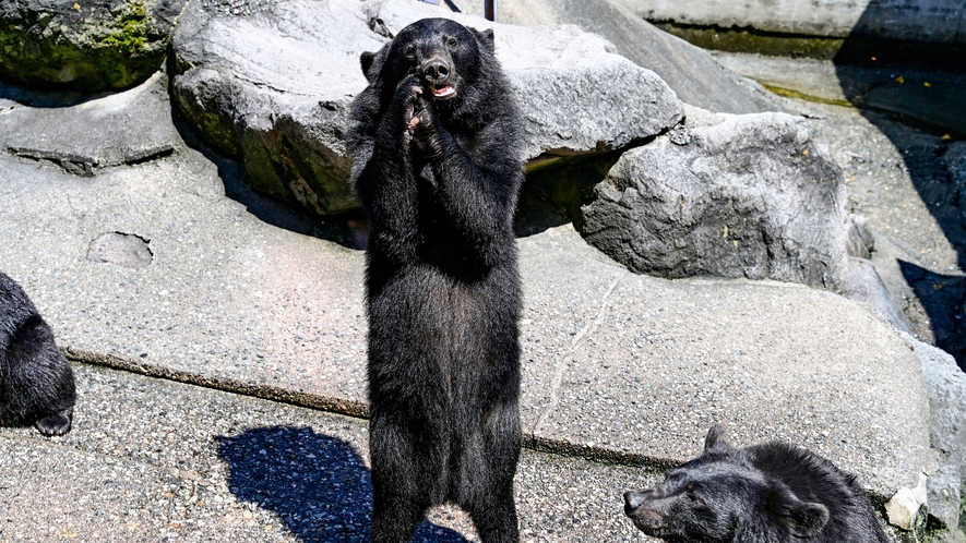 クマ牧場まで当館から車で約5分。餌やり体験や記念写真撮影も♪