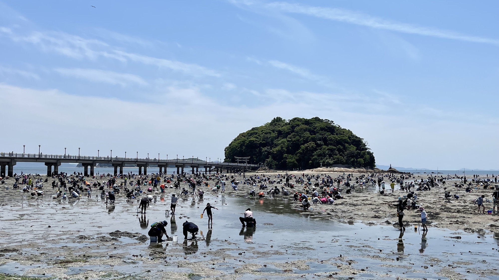 竹島海岸　潮干狩り　当館から車で１５分　4月から５月まで