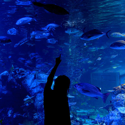 【ナイトアクアリウム　チケット付】素泊まり・おまかせ客室プラン