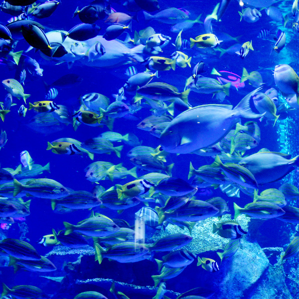 鳥羽 吉田屋 湯坊旅籠 和光 - 写真 75