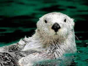 ◆家族で楽しむ♪≪1泊素泊まり≫人気のジュゴンに会える・・・鳥羽水族館チケット付きプラン♪