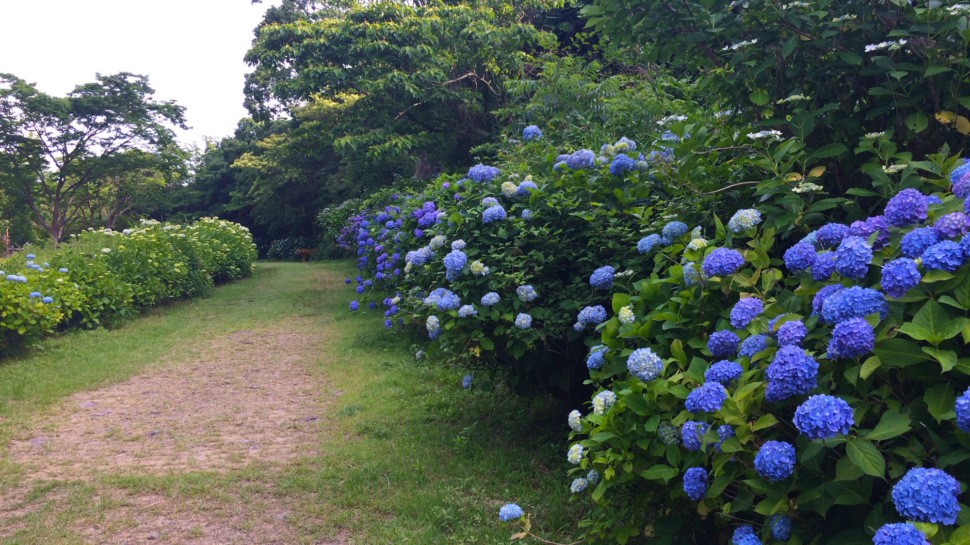 森から海を守る取り組みとして毎年アジサイの植樹をしてます。初夏に咲き誇る姿は圧巻