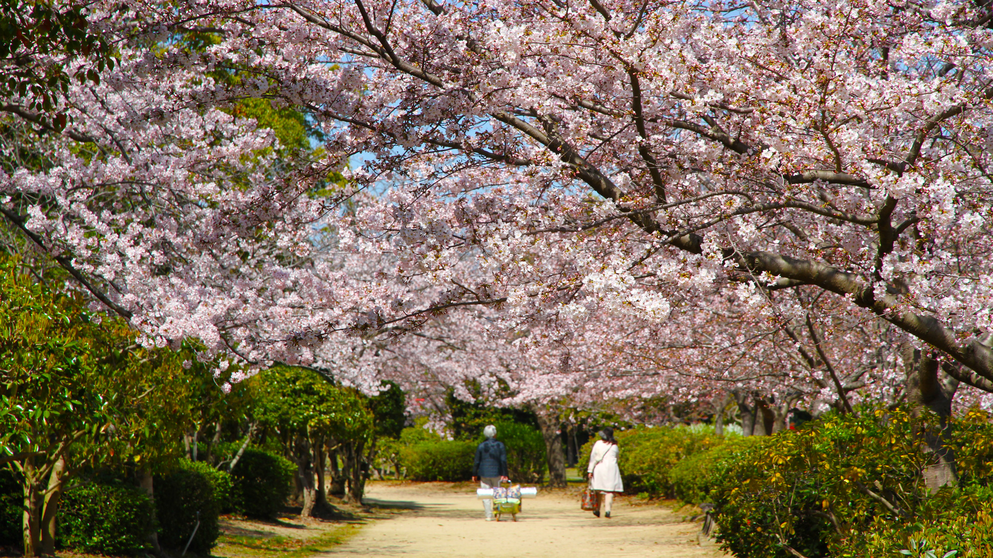 地元の人に大人気の桜スポット「河西公園」（休暇村から車で20分）