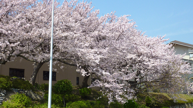休暇村の桜　【3月下旬～4月上旬見ごろ】　さくら館側