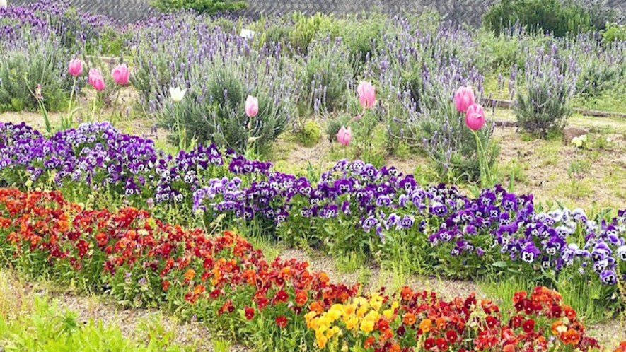 色とりどりのお花に癒やされる「西庄ふれあいの郷のハーブ園」（休暇村から車で20分）