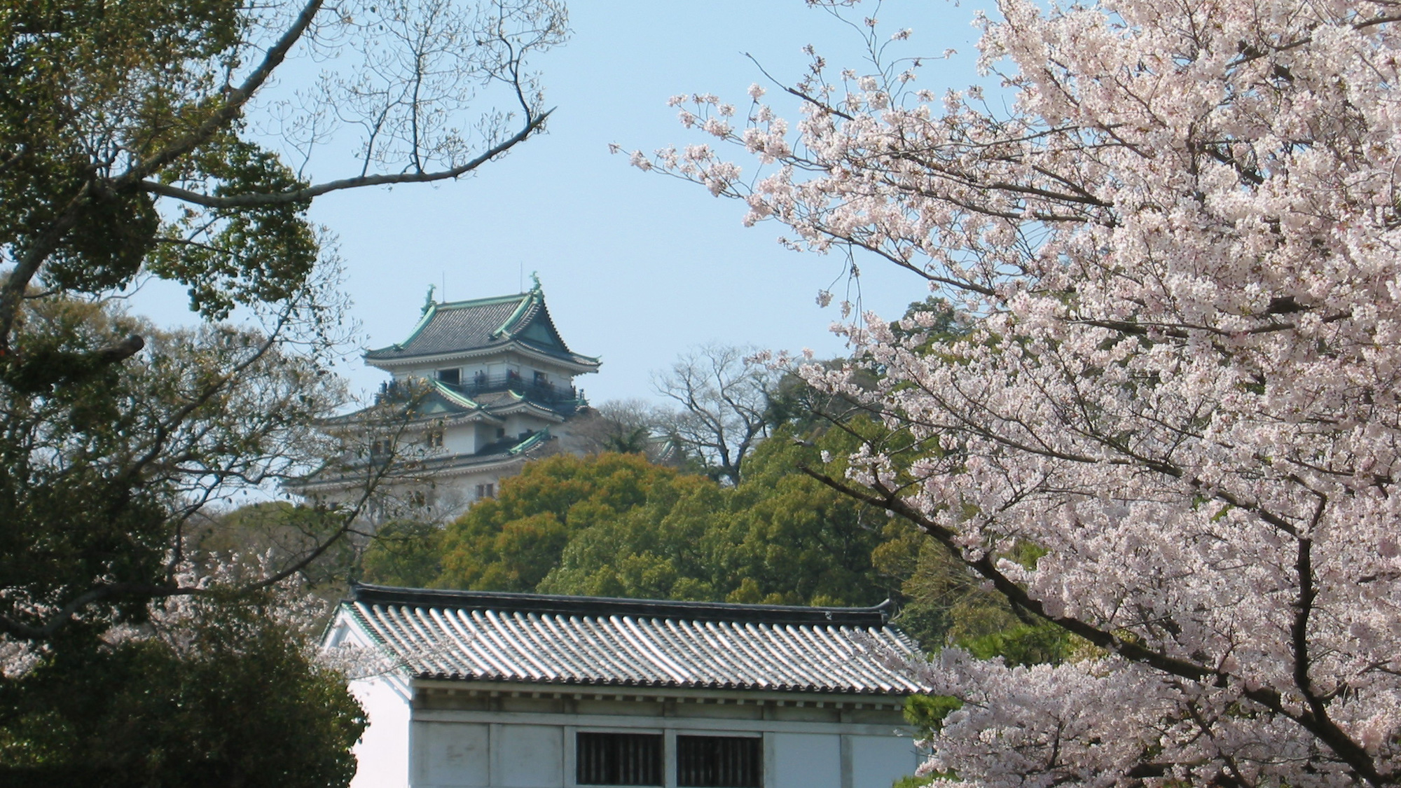 桜のシーズンには美しい桜が咲き誇ります♪