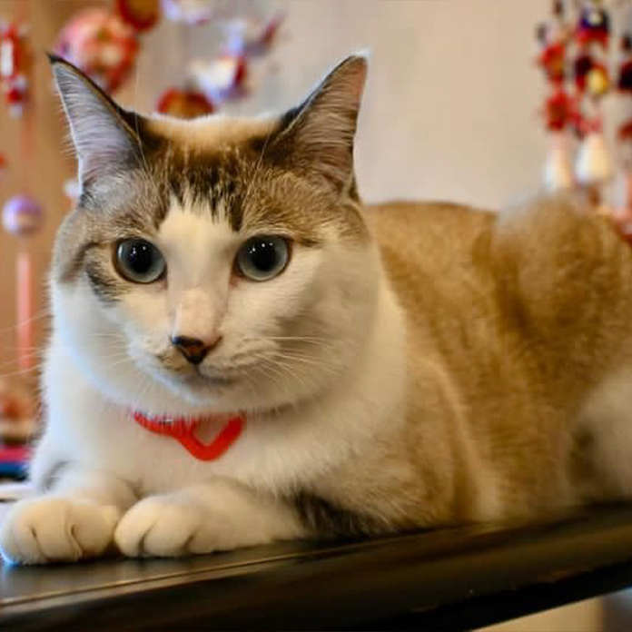 のんびり過ごすチャッピー