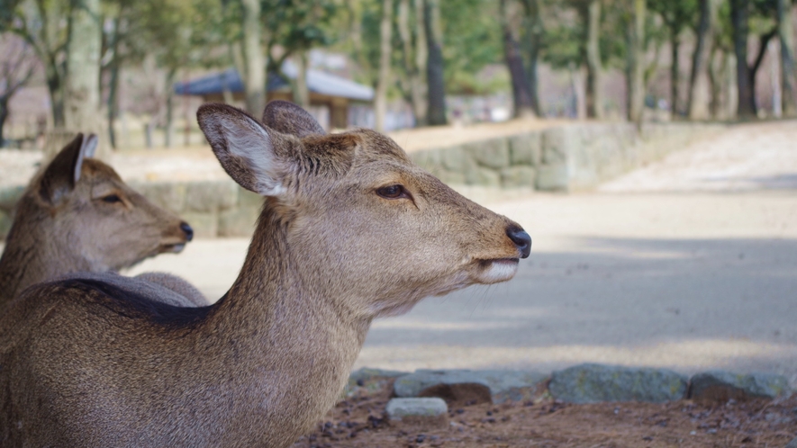 *奈良公園