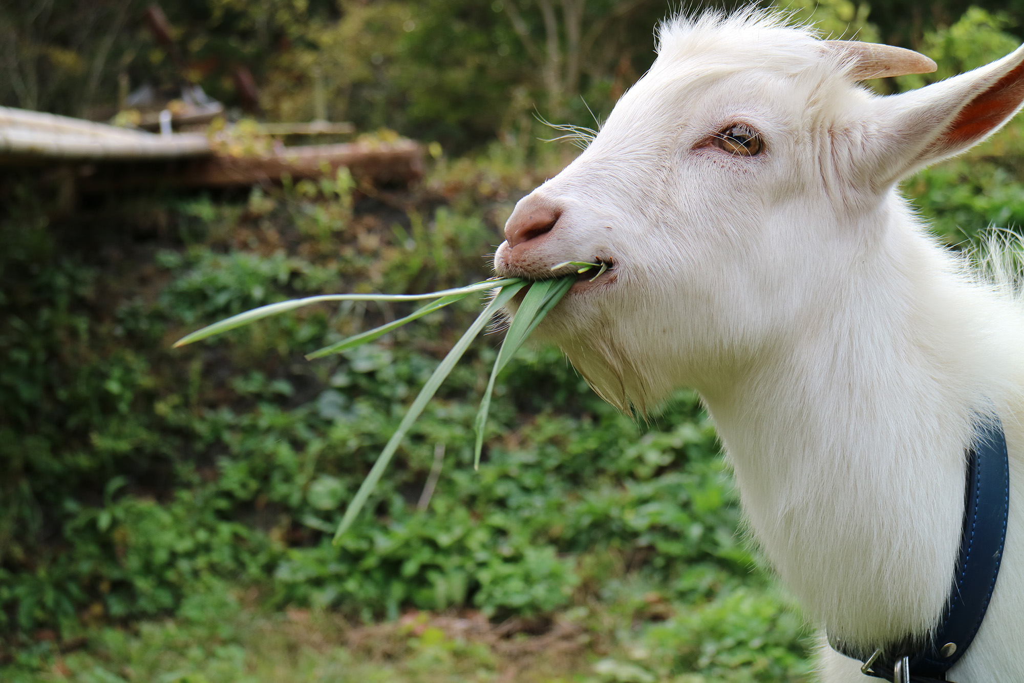【ウミくん】ヤギのウミくんに会いに来てください♪