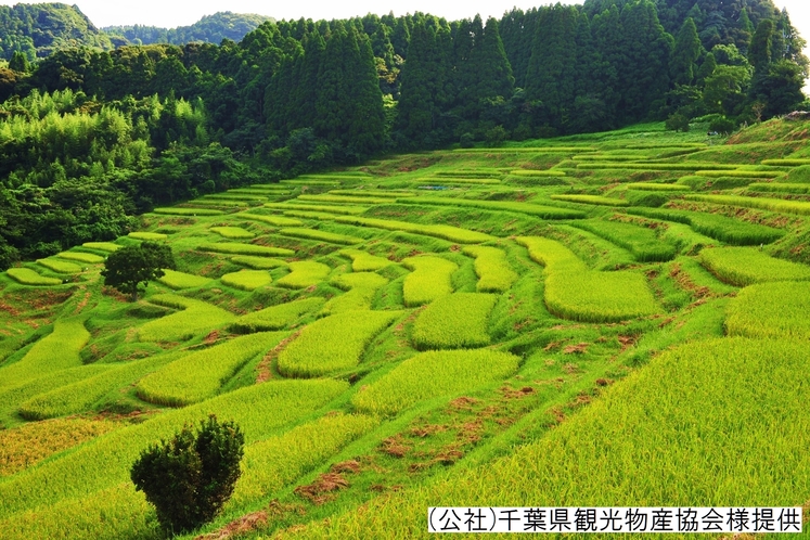 ■大山千枚田／当館から車で約40分　※季節イメージ