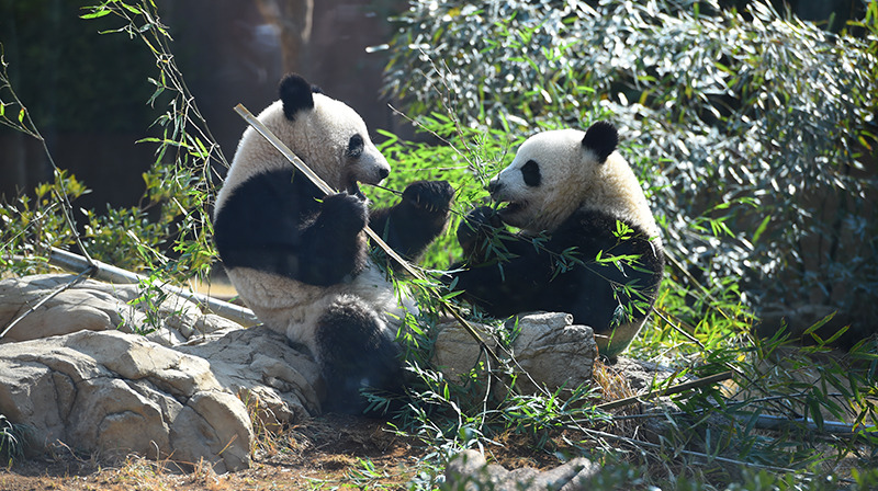 【周辺観光】上野動物園