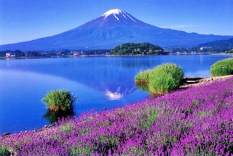 富士山ハーブ