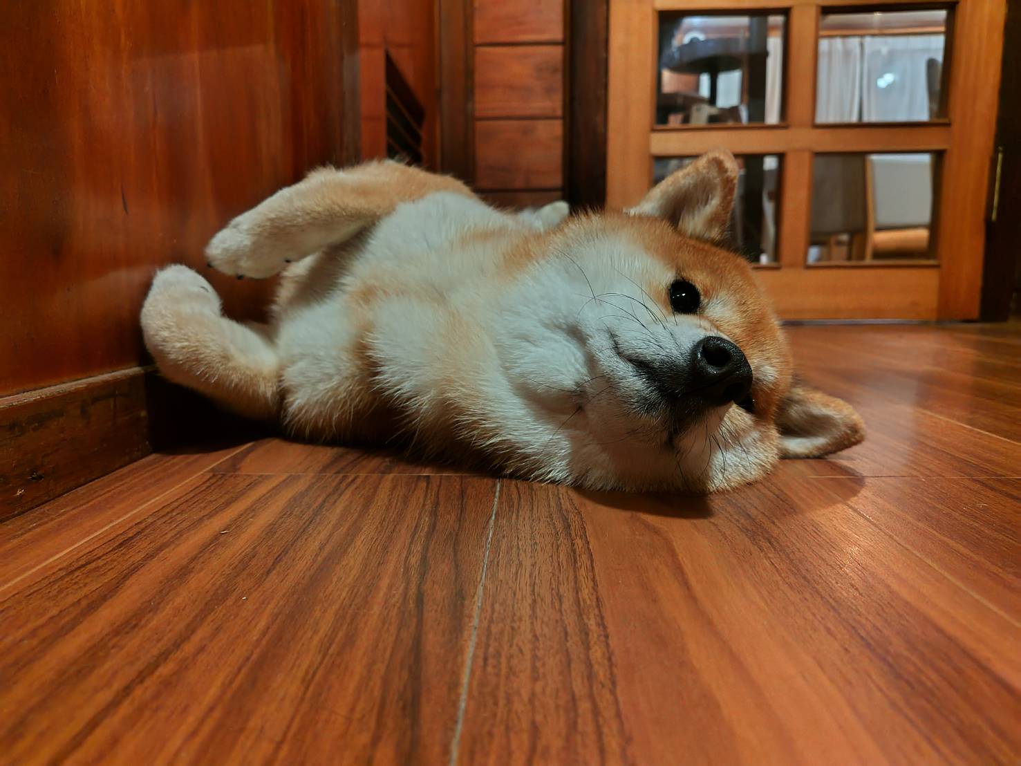 看板犬のもも