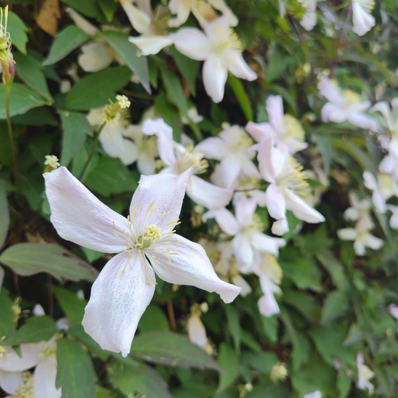 初夏のモンタナ