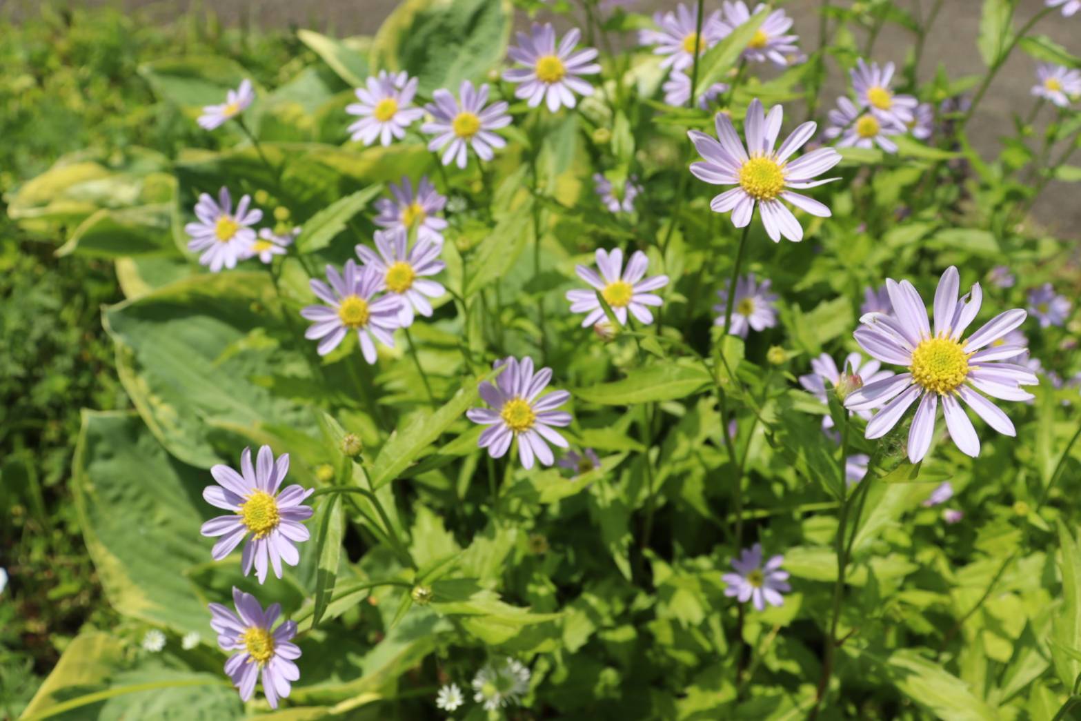 オープンガーデン