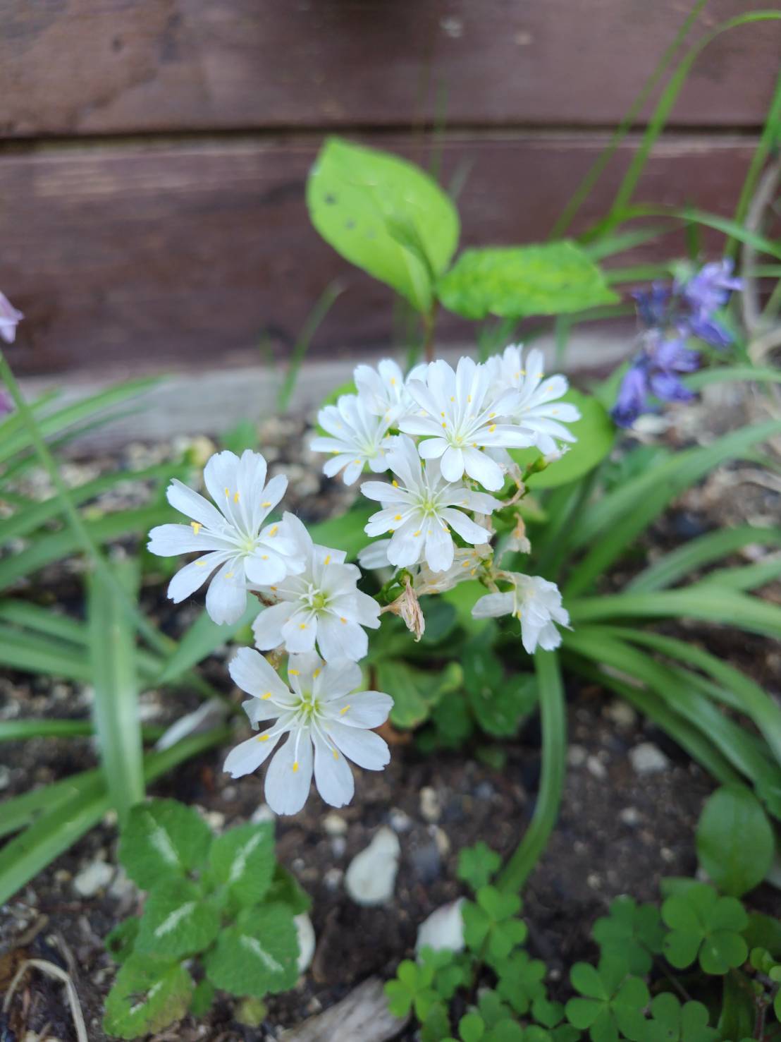 オープンガーデン