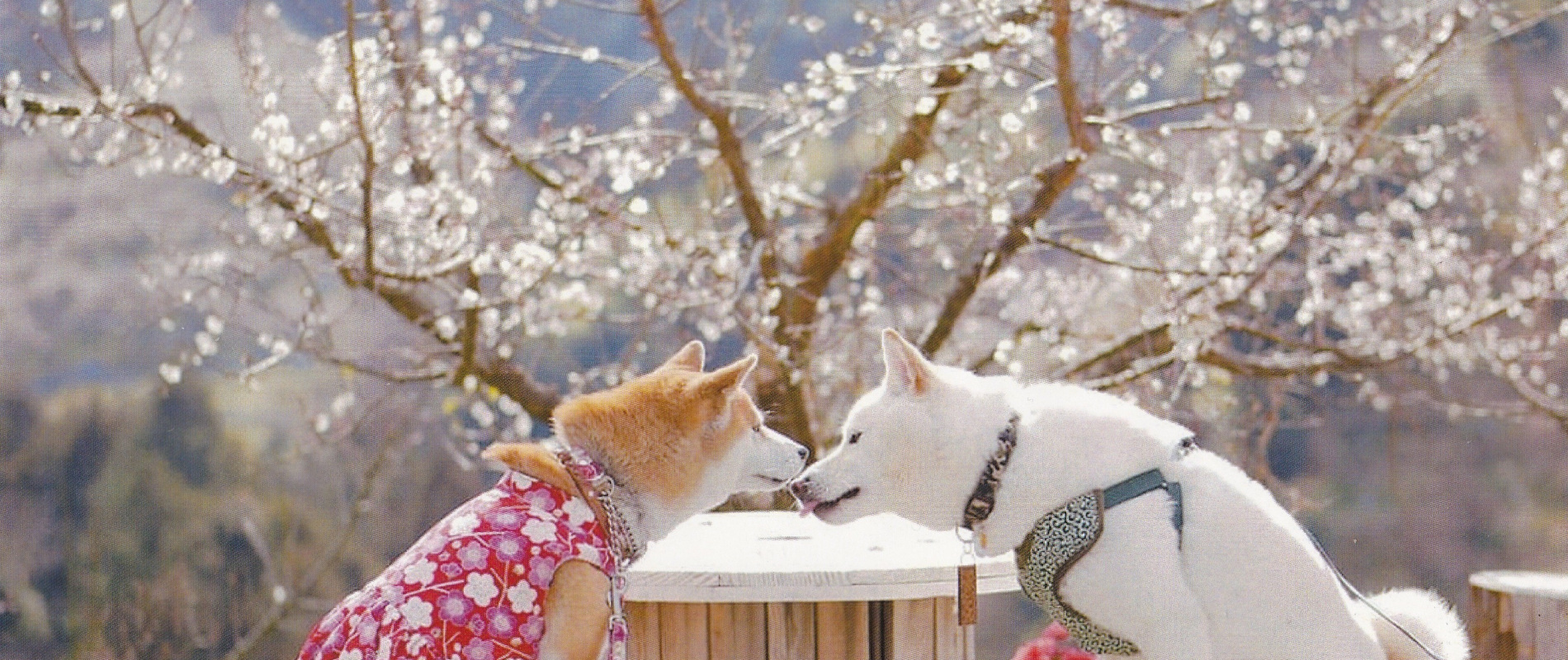 「一目百万、香り十里」との呼び声高い南部（みなべ）梅林（2026年1月31日～3月1日開園）　車で2