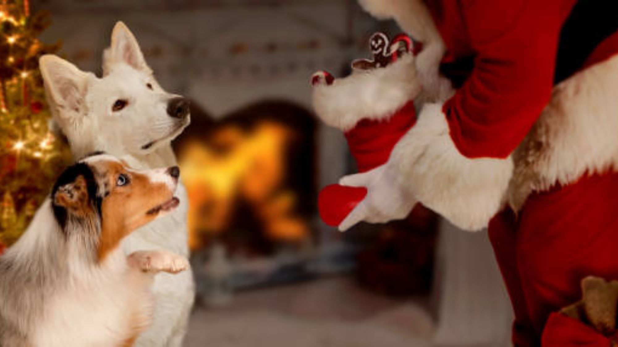 【12/17-25限定】本物のサンタが愛犬に会いに来る！特別なクリスマスプラン＜部屋食×しゃも鍋＞