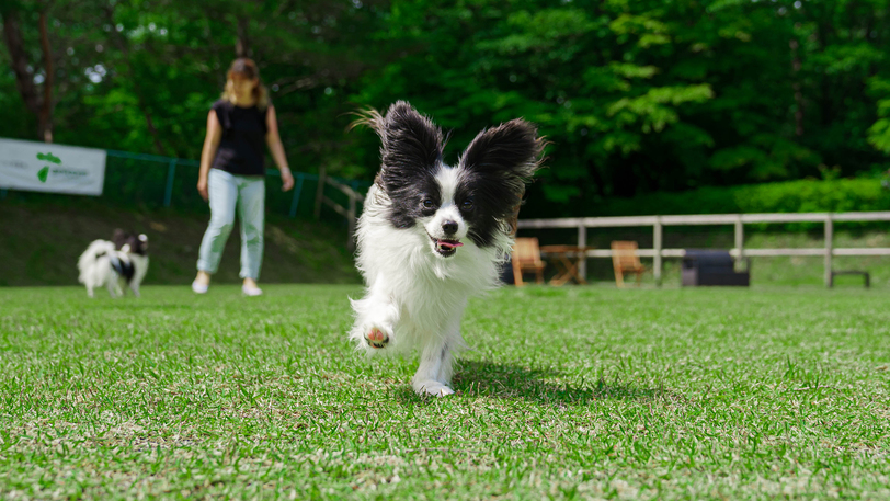 【素泊まり／コテージ】ワンちゃんファーストな宿で愛犬とリゾートを満喫♪ワンコ用の備品も充実♪