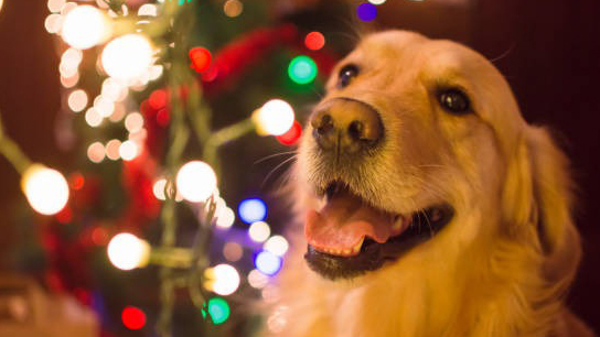 【冬満喫プラン】イルミネーションと星空に感動♪30分愛犬お預かりも＜部屋食×すき焼きグレードアップ＞
