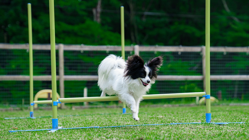 【さき楽90】早めの予約で1人3000円OFF★夕食はお部屋食で愛犬も安心♪＜栃木県産牛のすき焼き＞