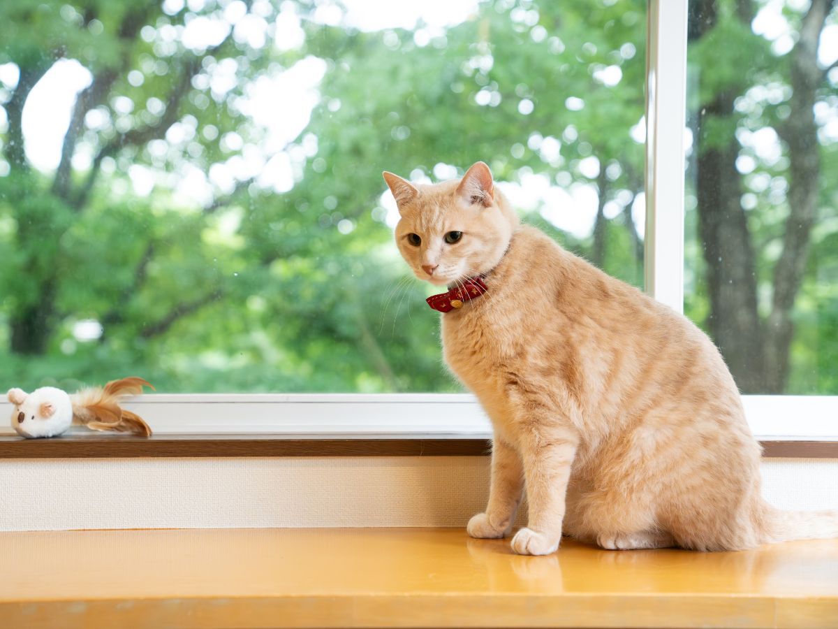 【猫ちゃん専用】愛猫と一緒に泊まれる！猫ちゃん用の備品充実プラン〈お気軽素泊まりプラン〉