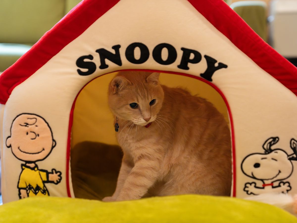 【猫ちゃん専用】愛猫と一緒に泊まれる！猫ちゃん用の備品充実プラン〈お気軽素泊まりプラン〉