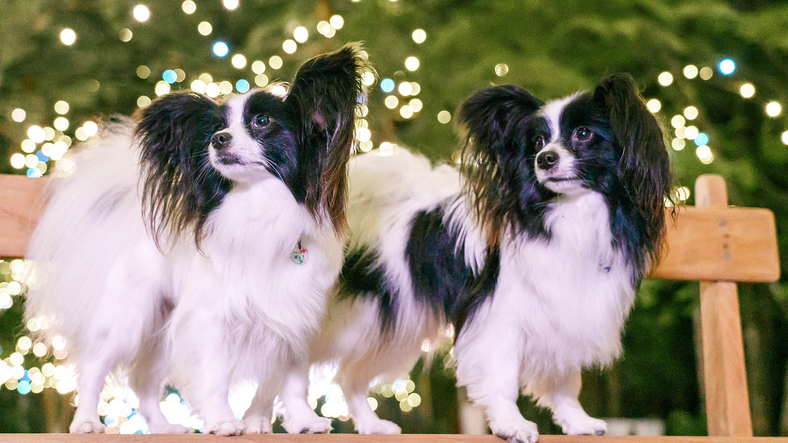 【冬満喫プラン】イルミネーションと満天の星空に感動♪あったかメニューや愛犬お預かりも＜レストラン食＞
