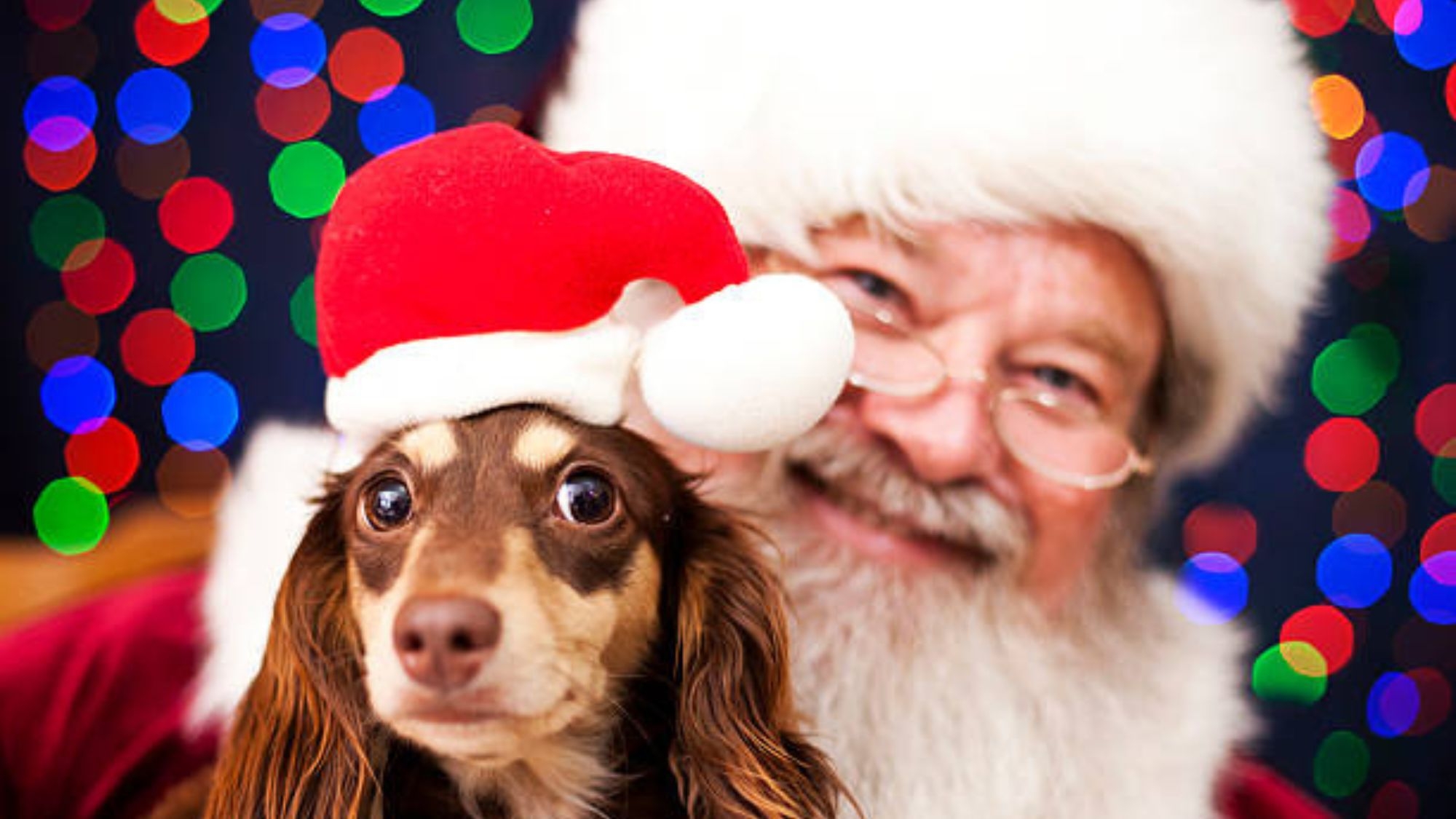 【冬満喫プラン】イルミネーションと星空に感動♪愛犬30分お預かりも！＜レストラン×美食プレミアム＞